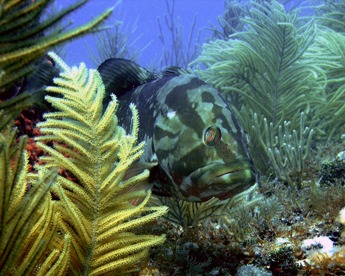 Nassau Grouper Florida Keys