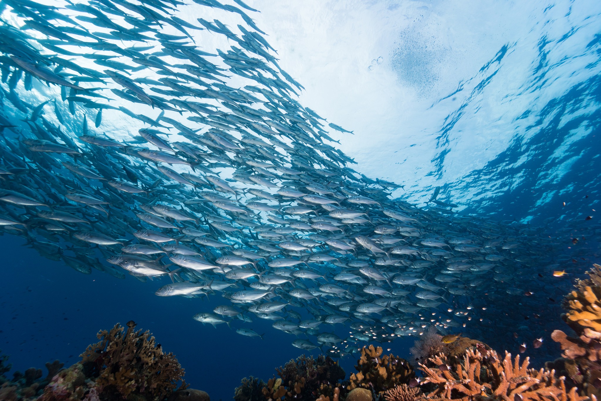 Photo Courtesy of Tubbataha Reefs Natural Park and World Heritage Site