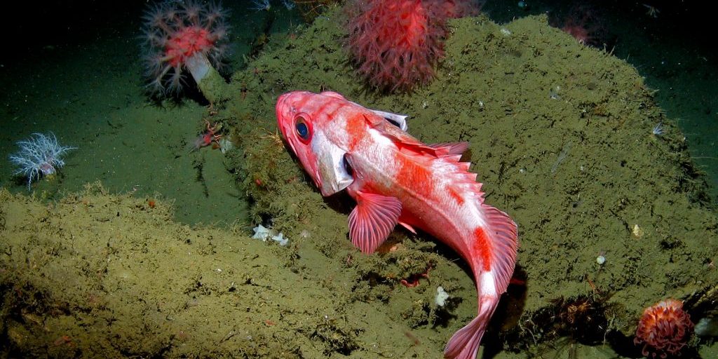 a_thonyhead_rockfish_relaxes_next_to_mushroom_corals_in_the_cordell_bank_national_marine_sanctuary