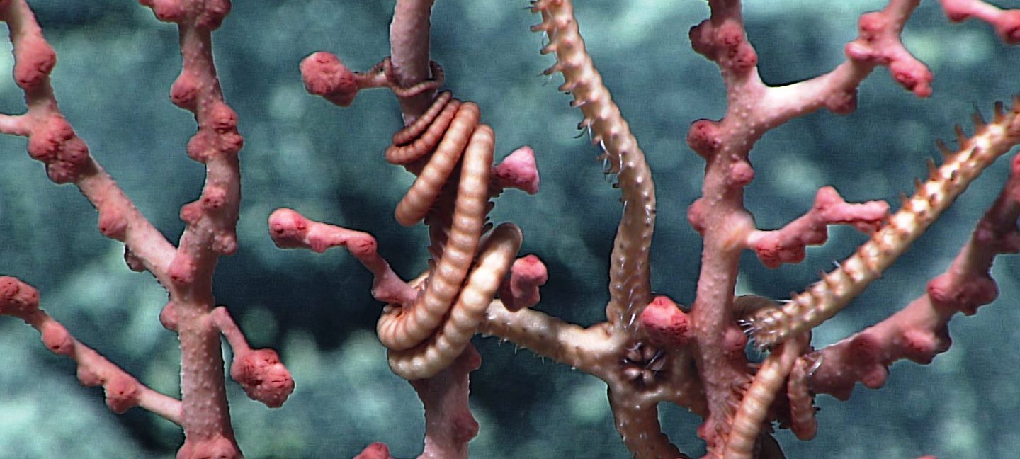 A brittle star hangs out in a bubblegum coral.  Credit: NOAA Office of Ocean Exploration and Research