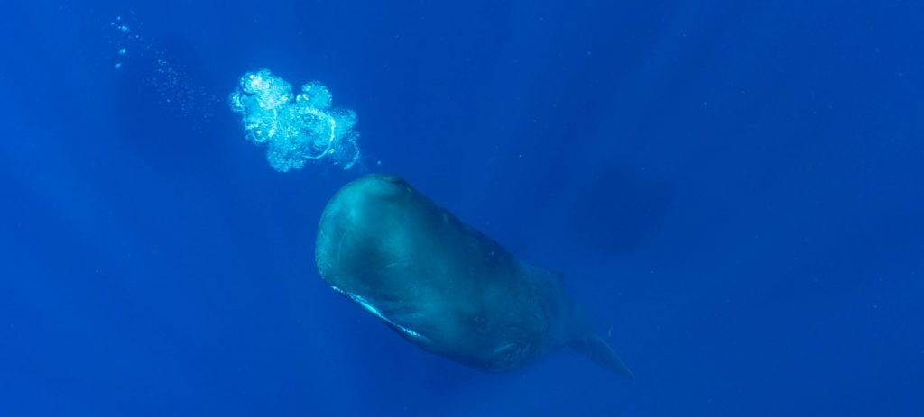 Dominica Sperm Whales