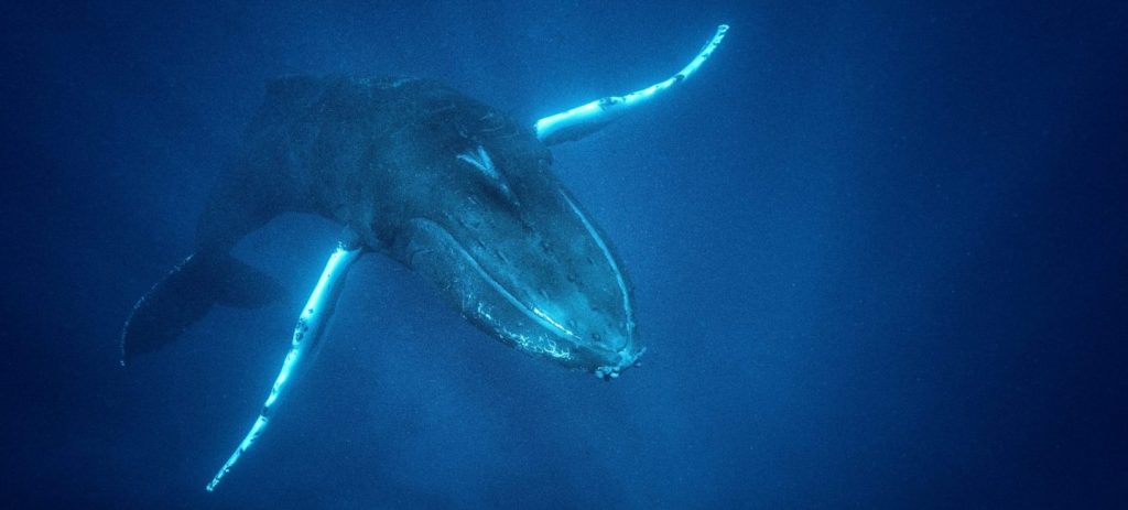 A young male humback whale belts out a love song in the Silver Bank, Domonican Republic
Blue Parks Cover Photo
