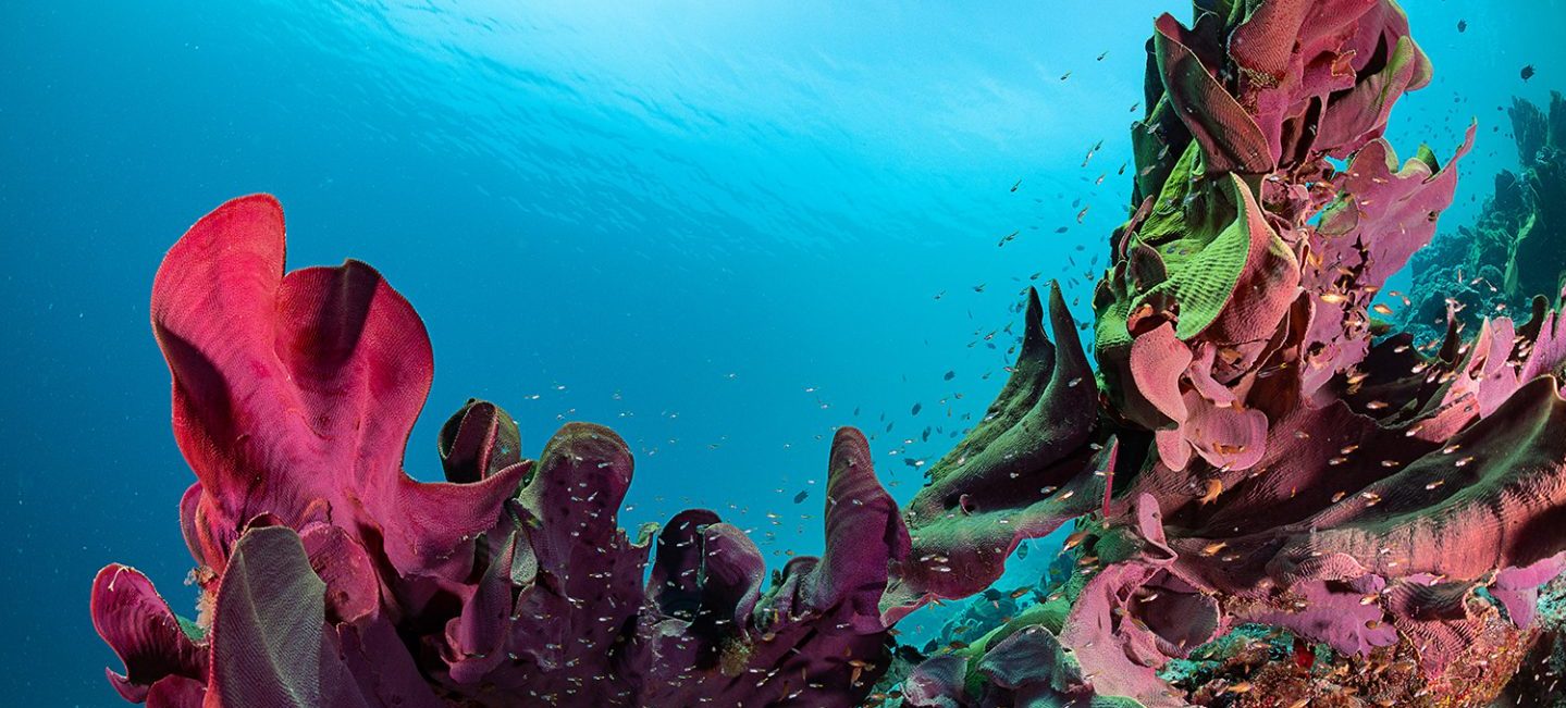 Photo: Tracey Jennings/Coral Reef Image Bank