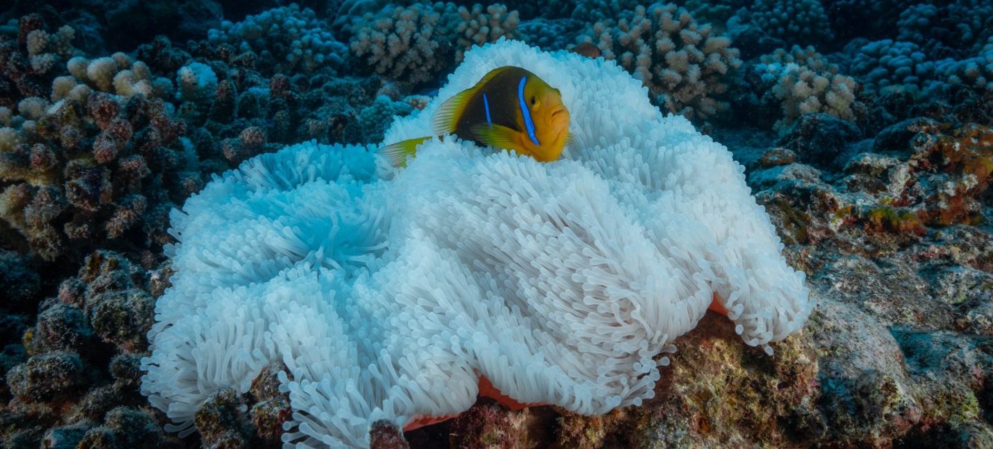 <a href=%e2%80%9c.html target="“_blank”" rel="noopener noreferrer">Photo: Cristina Mittermeier/SeaLegacy</a>