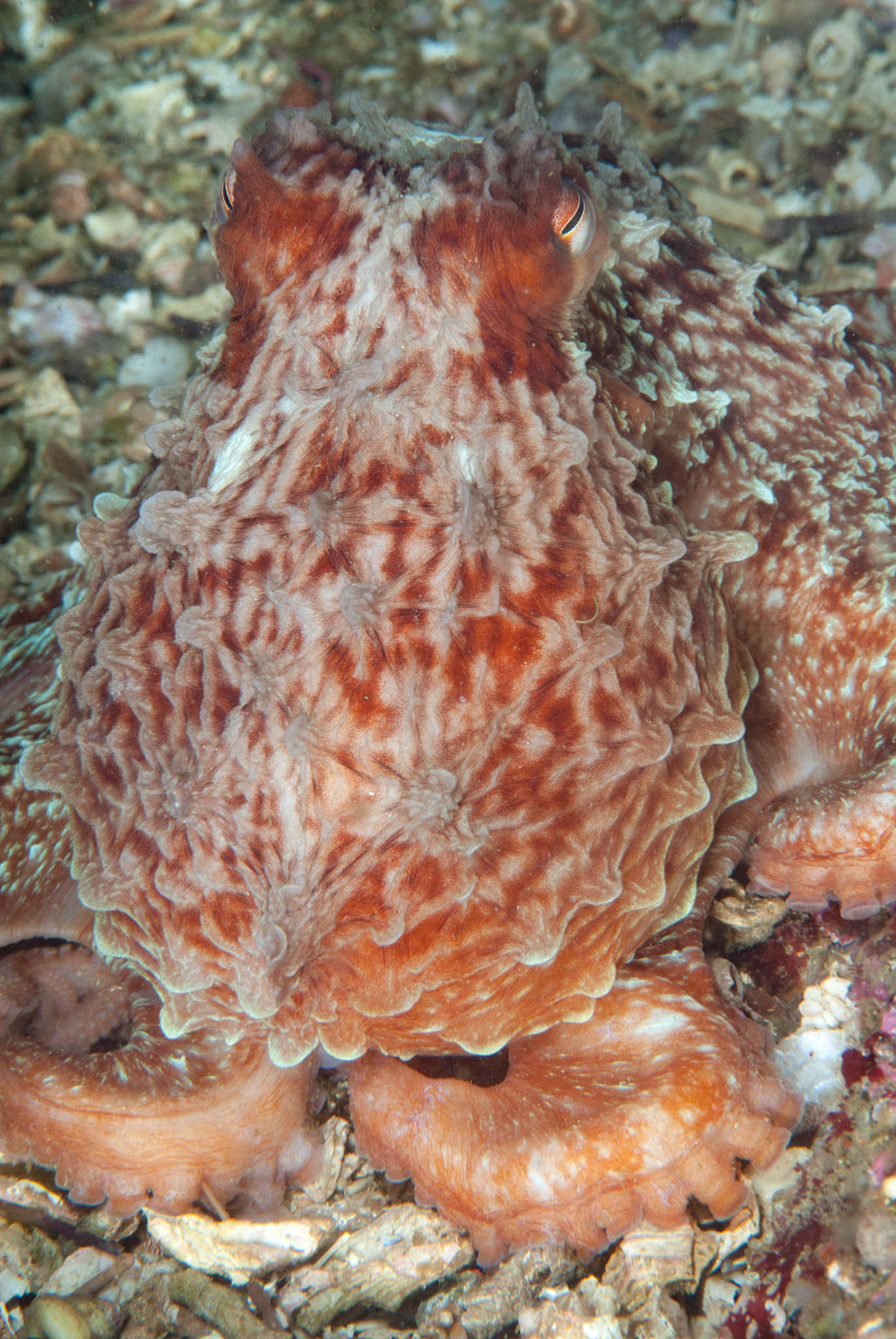 <a href=index-208.html target="_blank" rel="noopener noreferrer">Photo: Clinton Bauder</a>