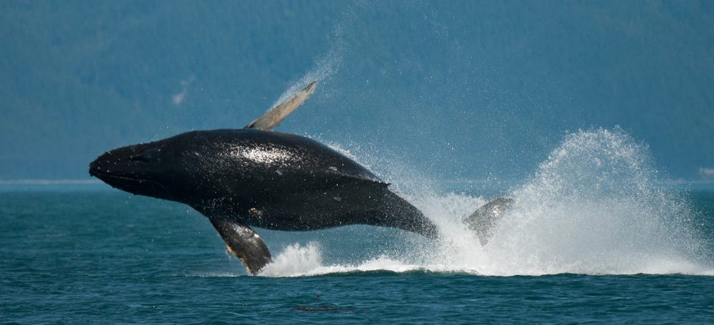 <a href=index-213.html target="_blank" rel="noopener noreferrer">Photo: Clinton Bauder</a>