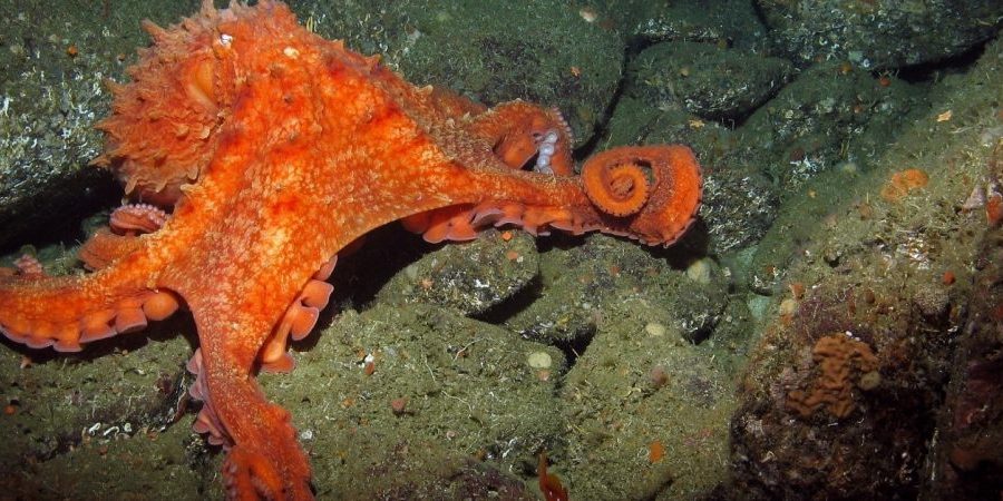 Photo: MARE and NOAA