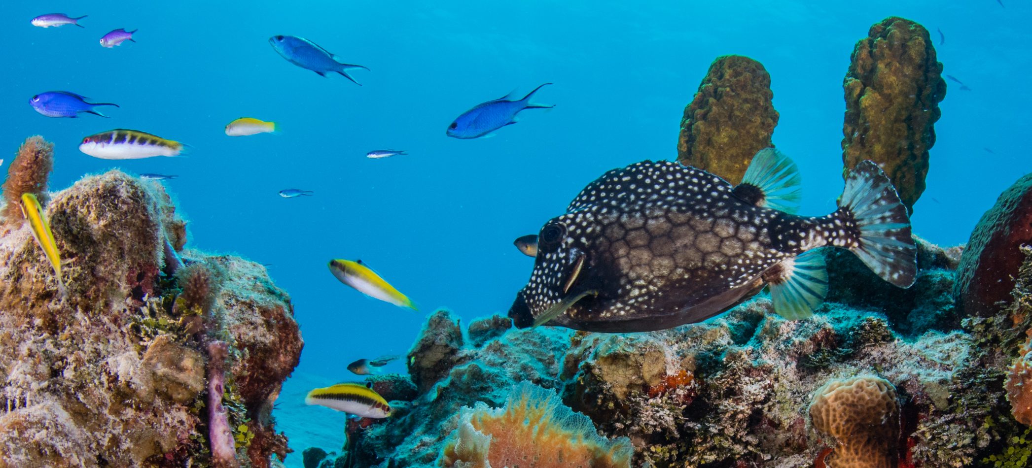 Photo: Philip Hamilton/Coral Reef Image Bank