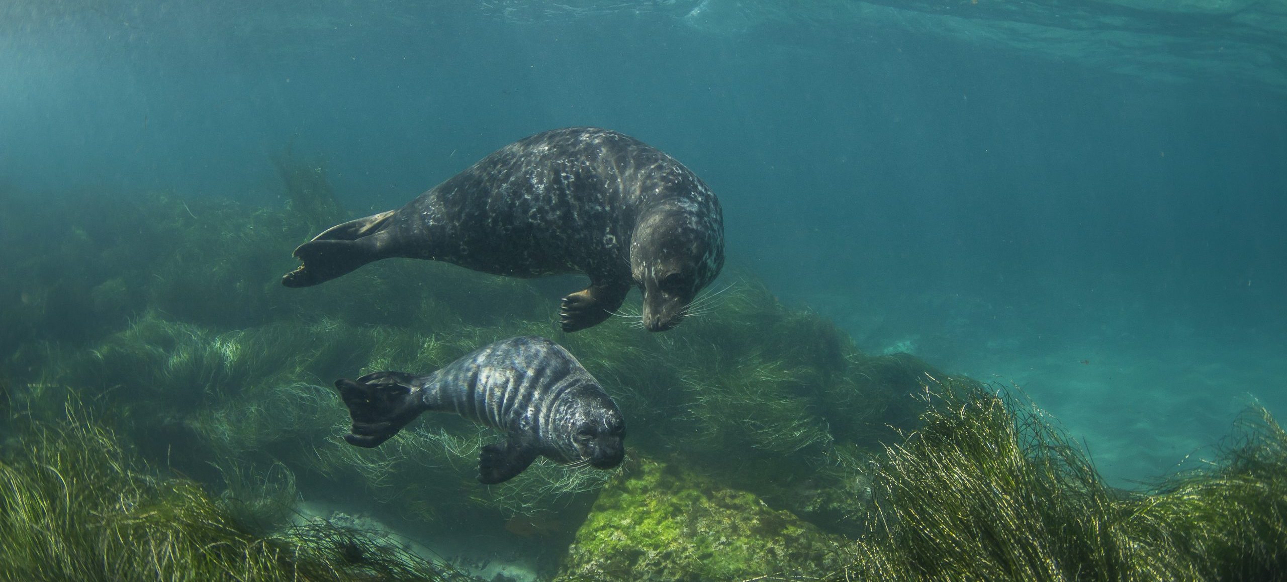 Photo: Jeff Hester/Coral Reef Image Bank