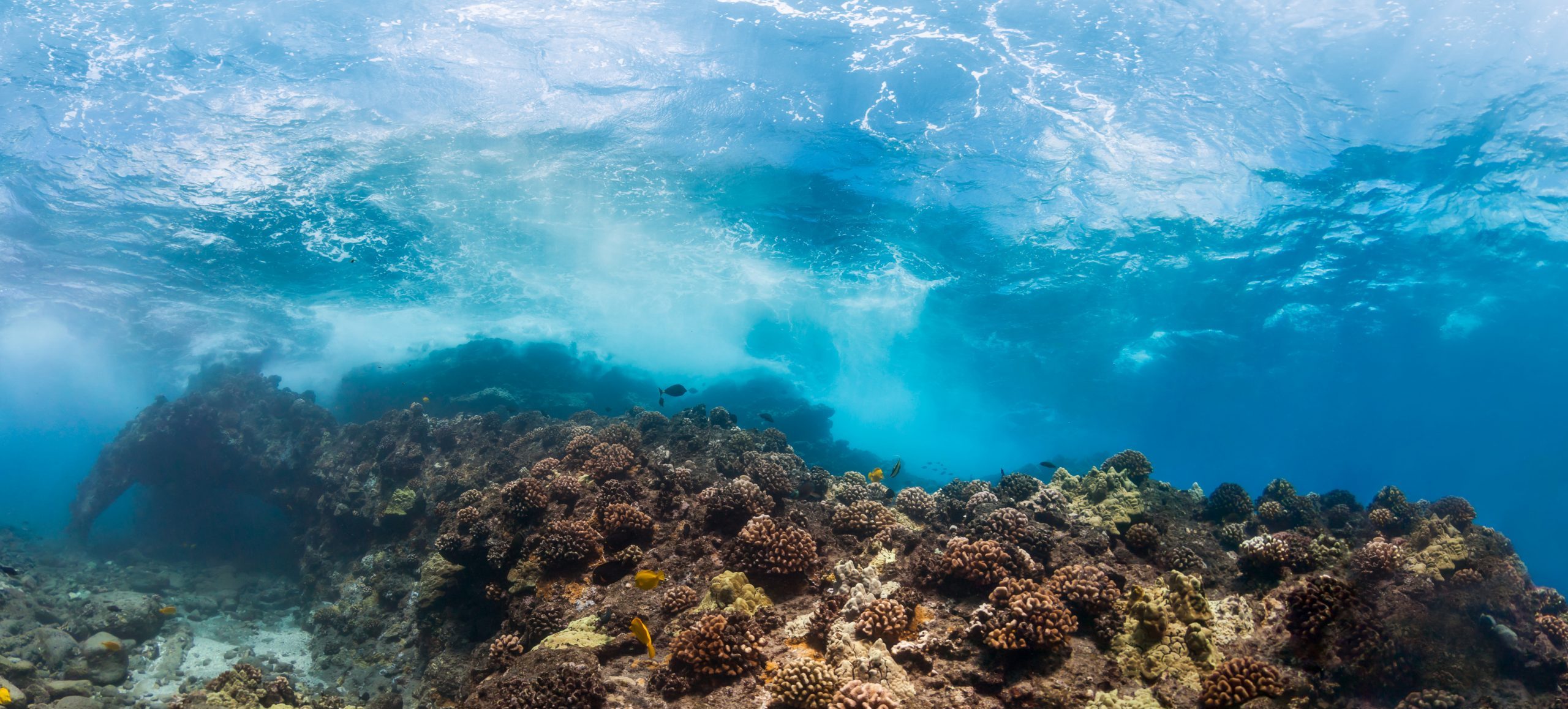 38039 - Cathedrals
Waves crash on reef in Hawaii
coral, hawaii, waves, underwater, ocean, sea, nature, reef, coral reef, ocean life, underwater photo, underwater photography, water waterlust, scuba, diving, scuba diving, tropical, environment, paradise, vacation, blue