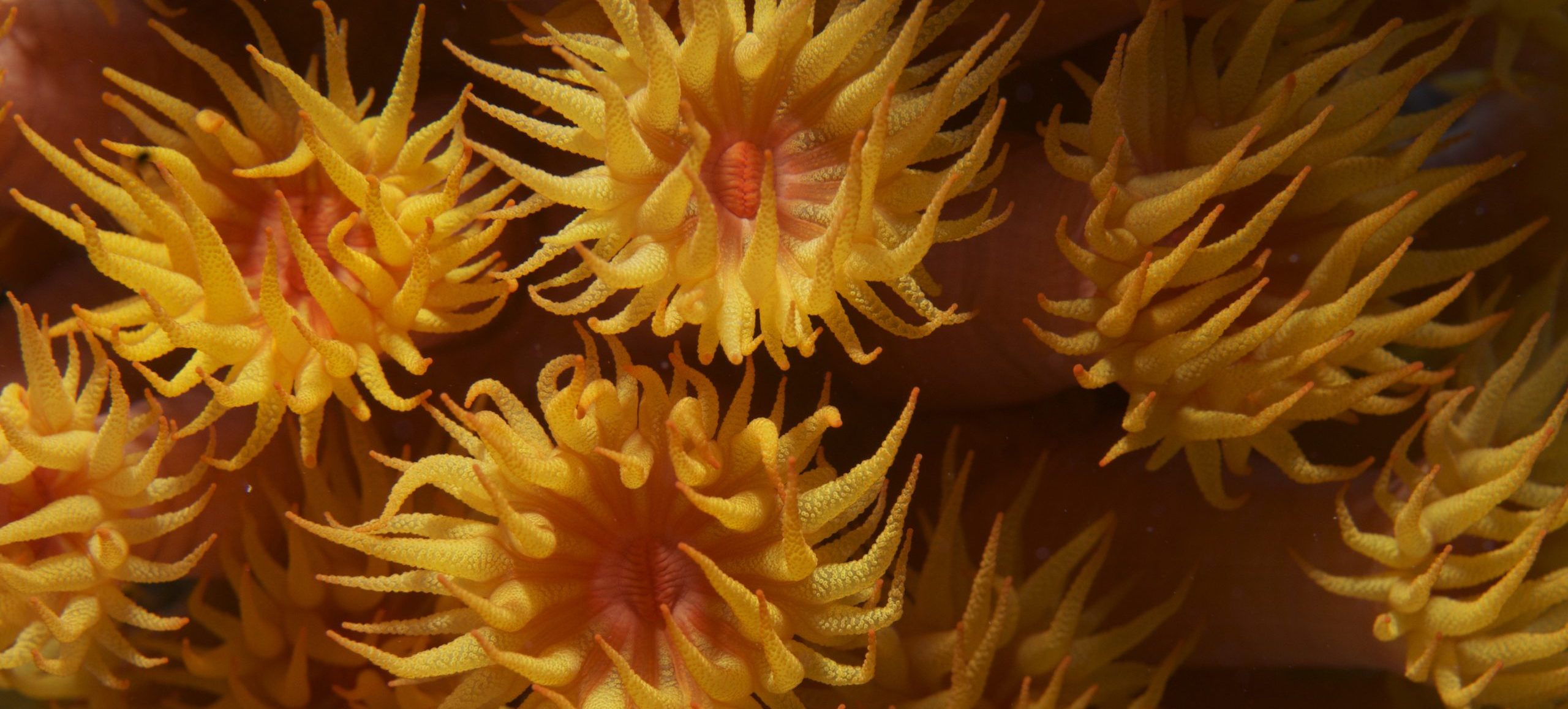 Photo: Jayne Jenkins/Coral Reef Image Bank