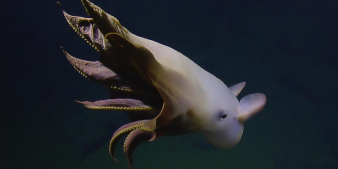 OctopusDavidsonClean