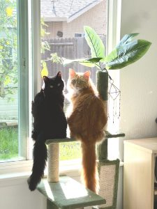 Poppy & Nori - Seafood Inspector