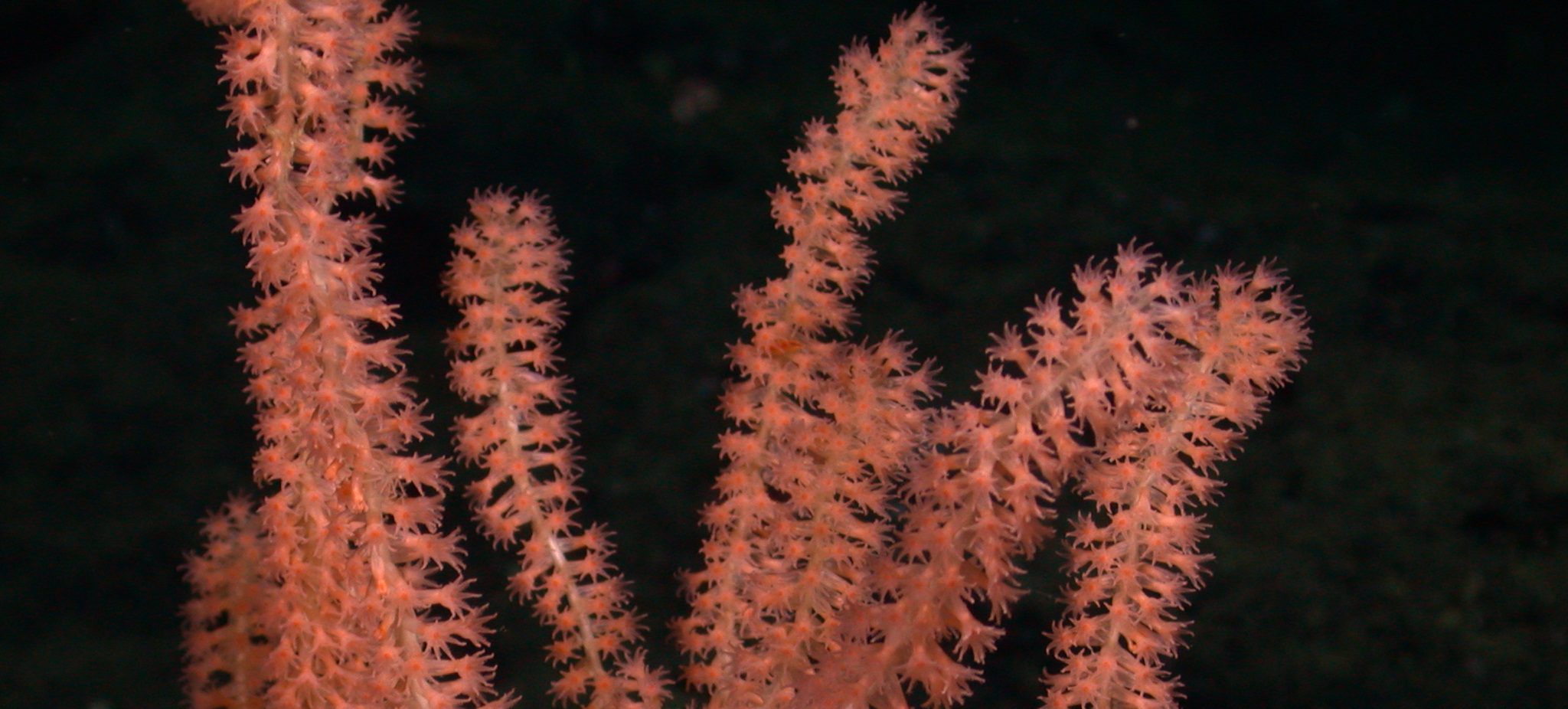 Tiburon Dive# 665

Lat= 33.10970306
Lon= -120.95613098

Depth= 681.7 m  Temp= 4.868 C  Sal= 34.276 PSU  Oxy= 0.32 ml/l  Xmiss= 85.8%

Source= digitalImages/Tiburon/2004/tibr665/DSCN6478.JPG
Epoch seconds= 1083520128
Beta timecode= 03:10:29:17