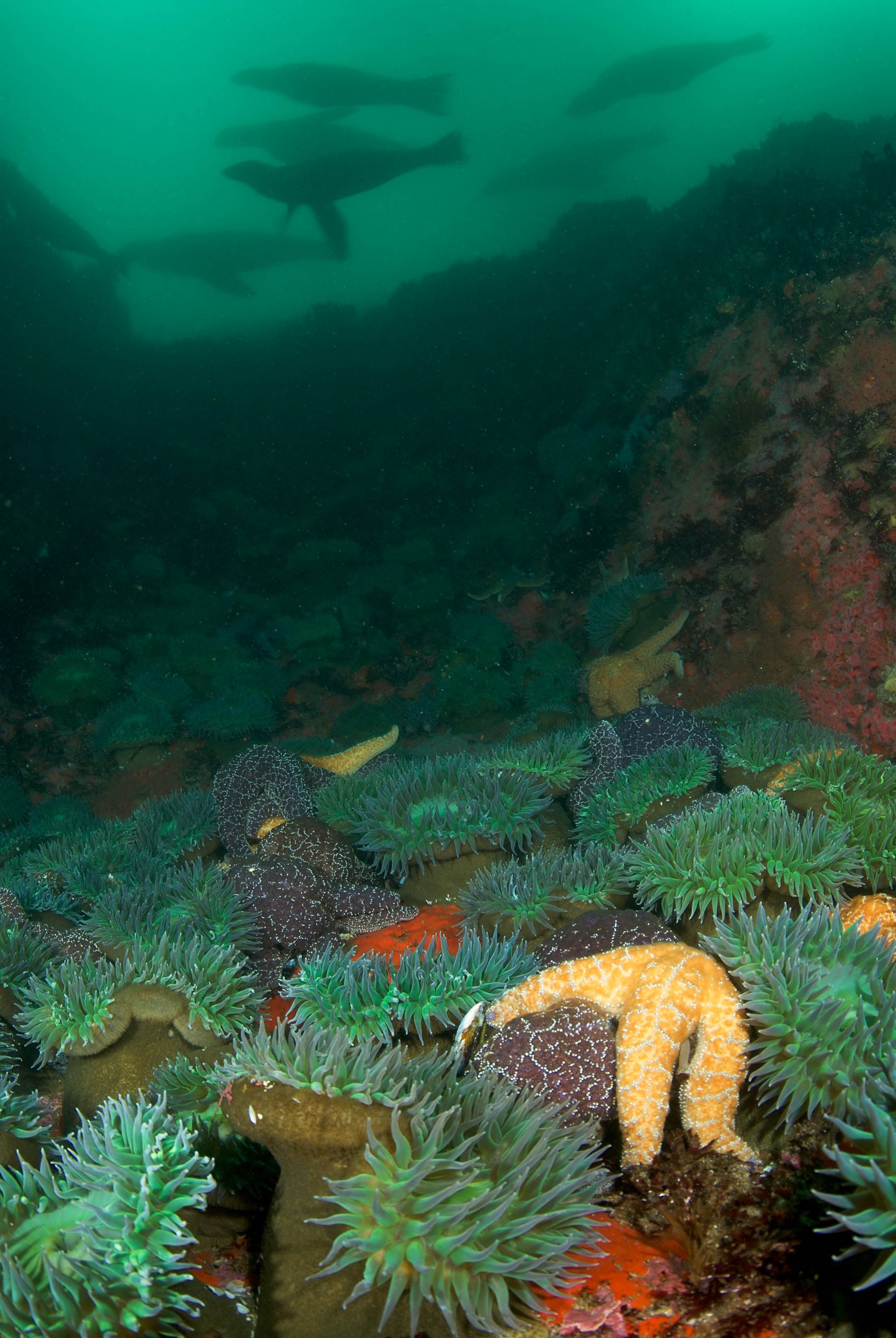 Sea Lions at Lobos Rocks_Monterey Scenics_Clinton Bauder