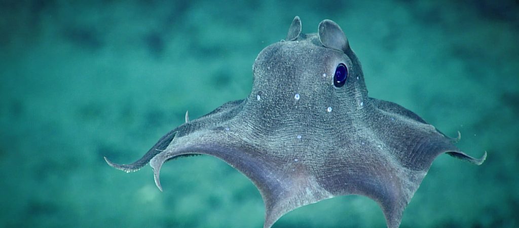 Everyone loves a dumbo octopus. We observed this one, an Opisthoteuthis agassizii, during Dive 12 of the 2019 Southeastern U.S. Deep-sea Exploration. The dots are clear windows in the skin. We are uncertain of their purpose, but suspect they may gather additional light.