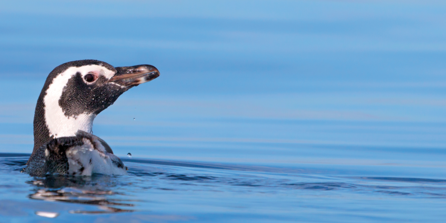 Blue Parks - Blue Sparks - Argentina Namancurá-Burdwood Bank II and Yaganes