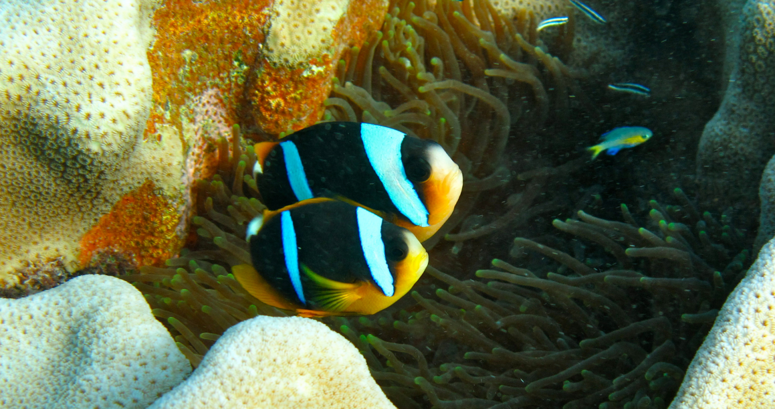 Photo Courtesy of Chumbe Island Coral Reef Sanctuary