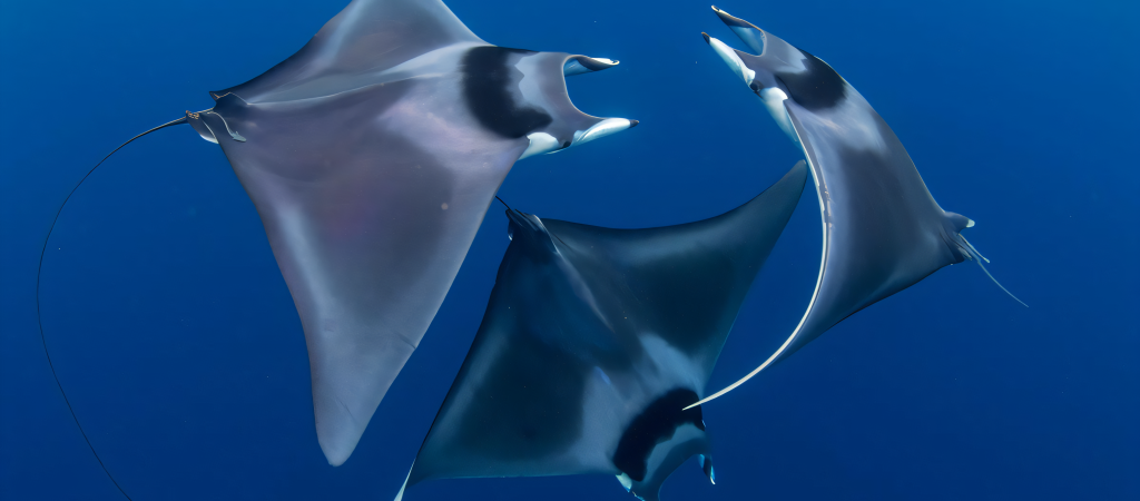 d27dfbb3-6240-44b1-a1d8-17c5b82a3158